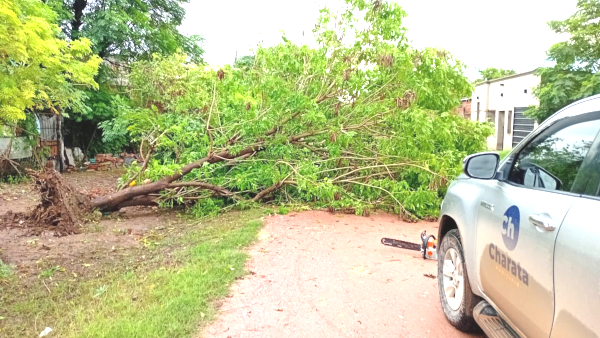 &Aacute;rboles ca&iacute;dos en la ciudad de Charata.