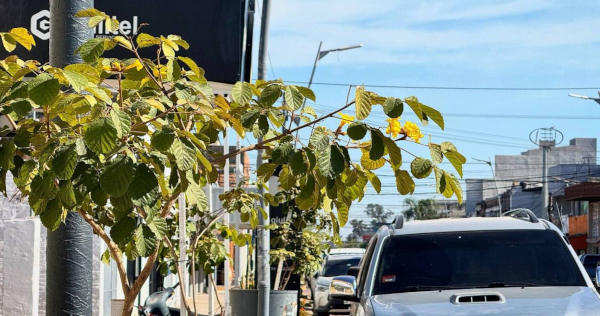 Arbolado urbano en Charata con Lapachos amarillos, sobre calle Güemes.