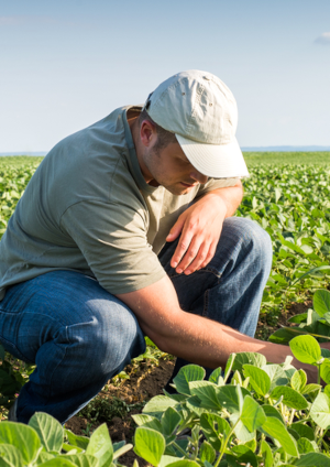 Ingeniero Agr&oacute;nomo controlando cultivo de soja