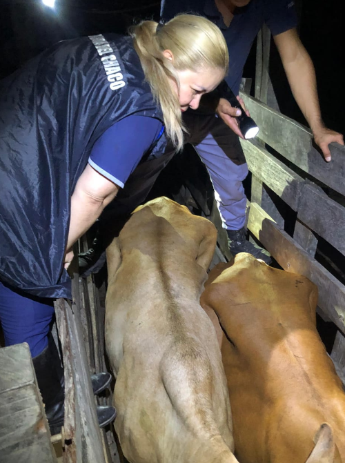 Control de ganado presuntamente robado en investigaci&oacute;n de la Polic&iacute;as del Chaco