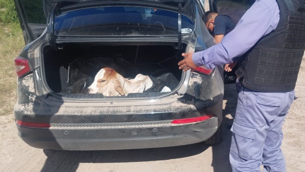 Detenido en Chaco por llevar un ternero vivo en el baúl de un auto.