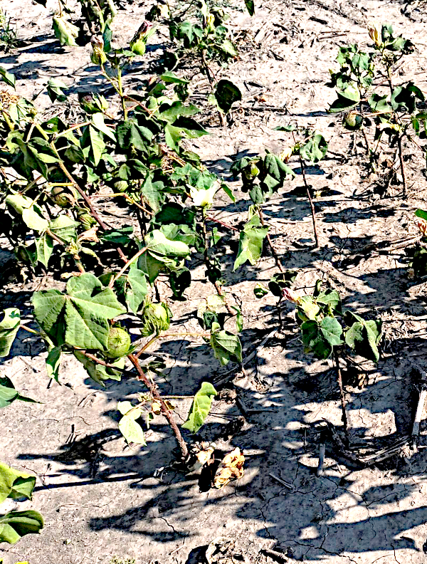 La preocupaci&oacute;n del sector pasa por el impacto de las altas temperaturas y la falta de lluvia durante enero y la primera parte de febrero.