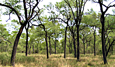La Justicia del Chaco aval&oacute; la constitucionalidad del OTBN del Chaco.
