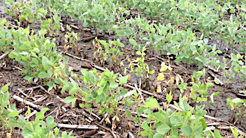 Soja afectada por calor y sequ&iacute;a