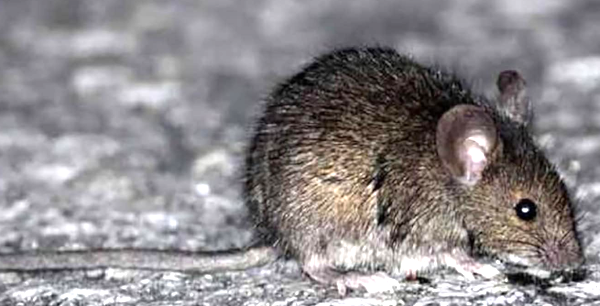 Roedores, fuentes de contagio de Hantavirus.