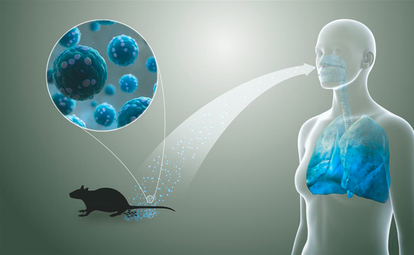 Como se contagia el hantavirus.