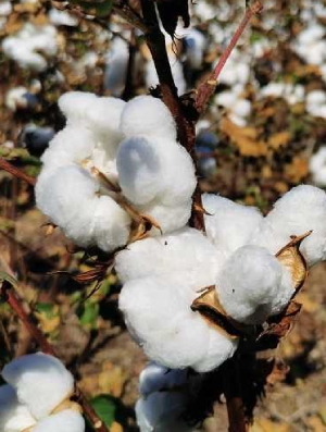Capullos de algod&oacute;n.